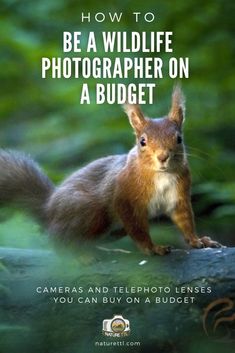 a red squirrel standing on top of a tree branch with the words, how to be a wildlife photographer on a budget