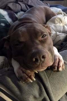 a brown dog laying on top of a bed