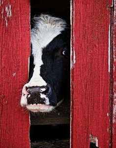 a black and white cow sticking its head out of a red barn door with it's nose poking out