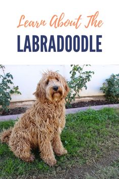 a shaggy dog sitting in the grass with text overlay that reads learn about the labradorodle