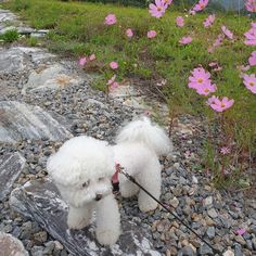 a white poodle standing on top of a rock covered ground next to pink flowers