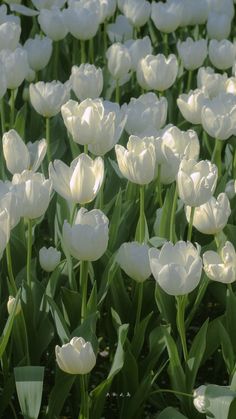 many white tulips are growing in the field