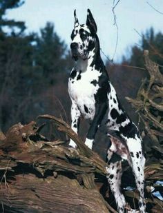 a black and white dog standing on top of a fallen tree