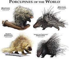 four porcupines of the world are shown in this illustration, and each one is different