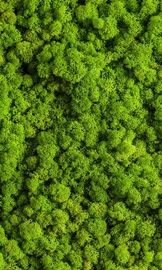 an aerial view of green trees from above