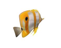 an orange and white striped fish on a white background