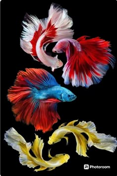 three different colored fish are shown in this image, one is white and the other is red