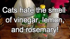 cats hate the smell of vinegar, lemon, and rosemary