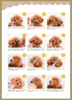 the instructions for how to groom a poodle's hair with scissors and combs