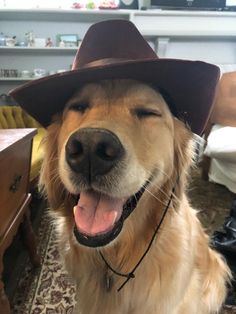 a golden retriever wearing a brown hat and looking at the camera with its tongue out