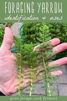 a person's hand holding some plants with the words foraging yarow identification and uses