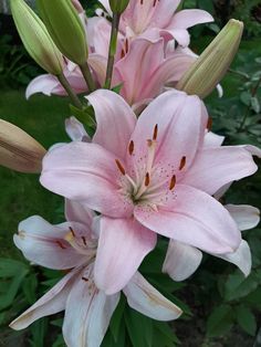 pink flowers are blooming in the garden