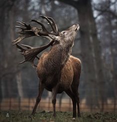 a large deer standing in the middle of a forest with it's mouth open