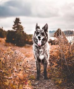 a dog standing on a dirt road in the middle of a field with tall grass and trees