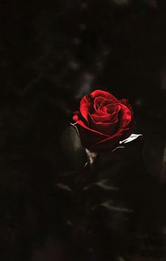 a single red rose sitting in the dark