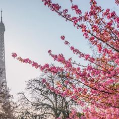 the eiffel tower is in the distance with pink flowers on it's branches