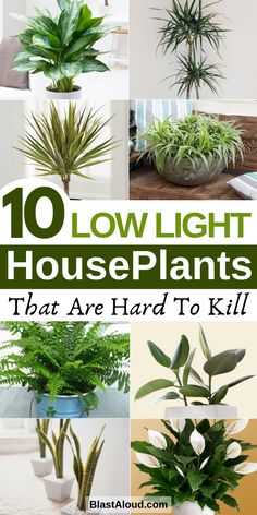 the top ten low light houseplants that are hard to kill plants in pots