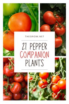 different types of tomato plants with the words, 21 pepper companion plants