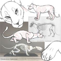 some drawings of different animals and their skeletons