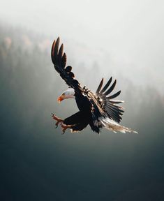 an eagle flying in the air with its wings spread out and it's talon extended