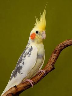 a bird with yellow and gray feathers is perched on a branch in front of a green background