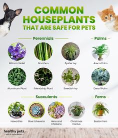 there are many houseplants that are safe for pets