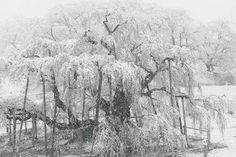 a large tree covered in snow next to a fence