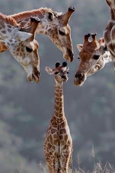 three adult giraffes and two baby giraffe standing in the grass