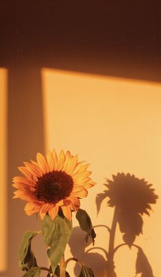 a sunflower casts a shadow on the wall