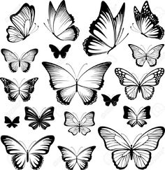 many different butterflies in black and white