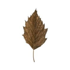 a single leaf on a white background with no image to describe, it's autumn