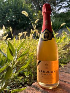 a bottle of wine sitting on top of a brick wall next to some grass and bushes