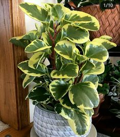 a potted plant sitting on top of a table