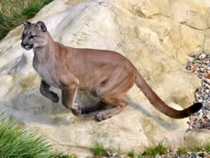 a close up of a cat on a rock near some grass and rocks in the background