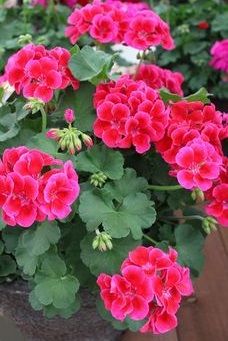 red and pink flowers are growing in a pot