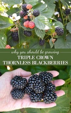 a hand holding blackberries in front of some green leaves with the words why you should be growing triple crown thornless blackberrys