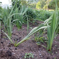 some very pretty green plants in the dirt