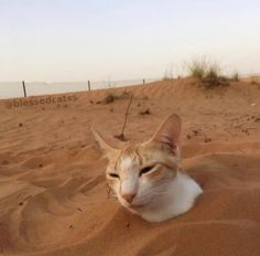 an orange and white cat laying in the sand