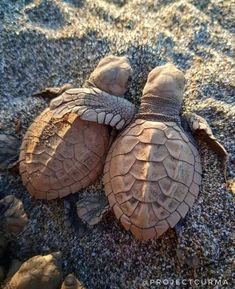 two baby sea turtles are laying on the sand