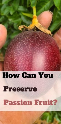 Fruit How To Preserve Passion Fruit, Passion Fruit Jam, Passion Fruit Recipes, Fresh Lemon Recipes, Freezer Jams, Fermenting Recipes, Passion Fruit Plant, Passion Fruit Curd, Passionfruit Recipes