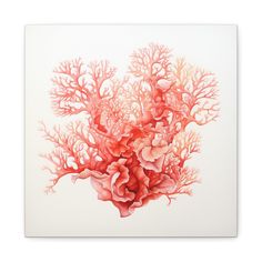 corals and seaweed on white background in an art print by artist susan schreck