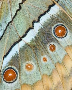 the back side of a butterfly's wing with four orange dots on its wings