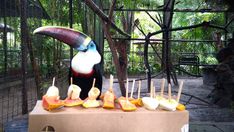 a toucan sitting on top of a wooden table next to fruit and toothpicks