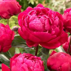 pink flowers with green leaves in the background