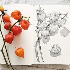 an open book with flowers and leaves on the page, next to it is a pencil drawing