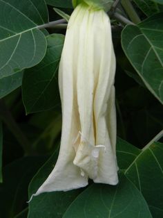 a white flower with green leaves in the foreground and on the back ground is a large leafy plant