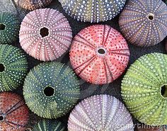 many different colored sea urchins with holes in the middle one is green and pink