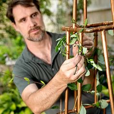 a man is trimming some plants in his garden