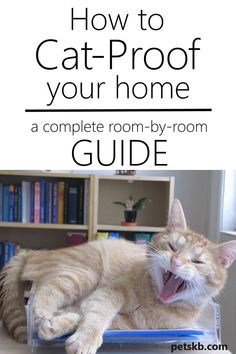 an orange cat yawns while laying on top of a desk with the words how to cat - proof your home