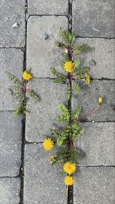 a bunch of flowers that are on the ground by some bricks and concrete pavement with one plant growing out of it